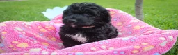 Goldendoodle dogs for sale: Miss Pink - Ad 2