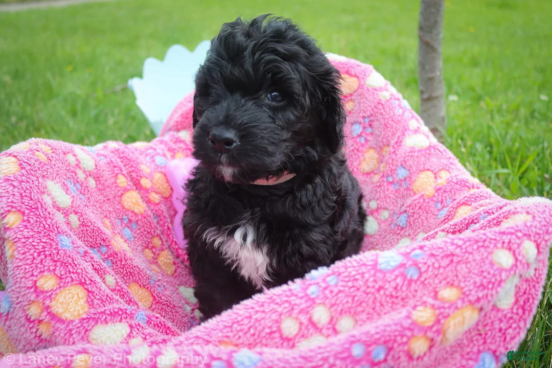 Goldendoodle dogs for sale: Miss Pink - Ad 2