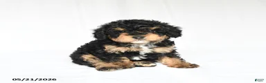 Kelly