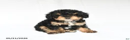 Toy Poodle dogs for sale: Kelly - Ad 1