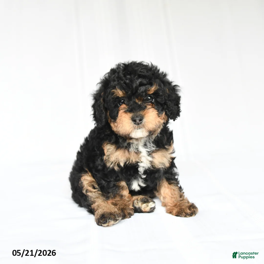 Toy Poodle dogs for sale: Kelly - Ad 1
