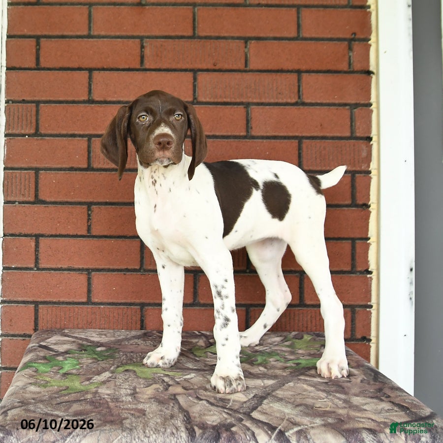 German Shorthaired Pointer dogs Gem  - Ad 2