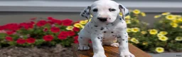 Dalmatian dogs for sale: Riley - Ad 3