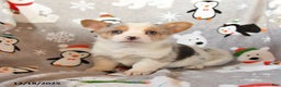 Welsh Corgi Pembroke dogs for sale: Gracie - Ad 4
