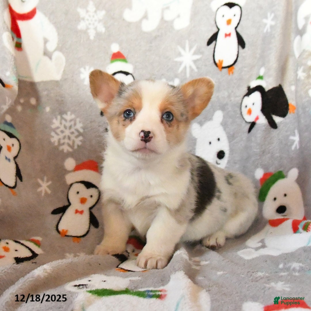 Welsh Corgi Pembroke dogs for sale: Gracie - Ad 4