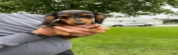 Miniature Dachshund dogs for sale: Chuck - Ad 6