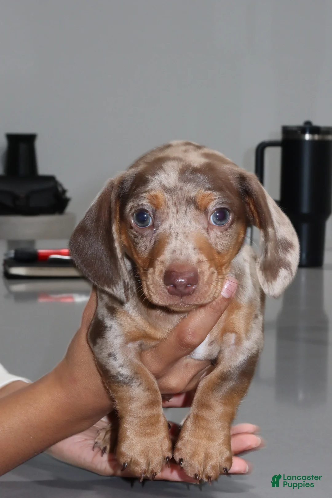 Miniature Dachshund dogs for sale: Miniature Dachshund 1 - Ad 2