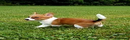 Mixed Breed dogs for sale: Callisto - Ad 1