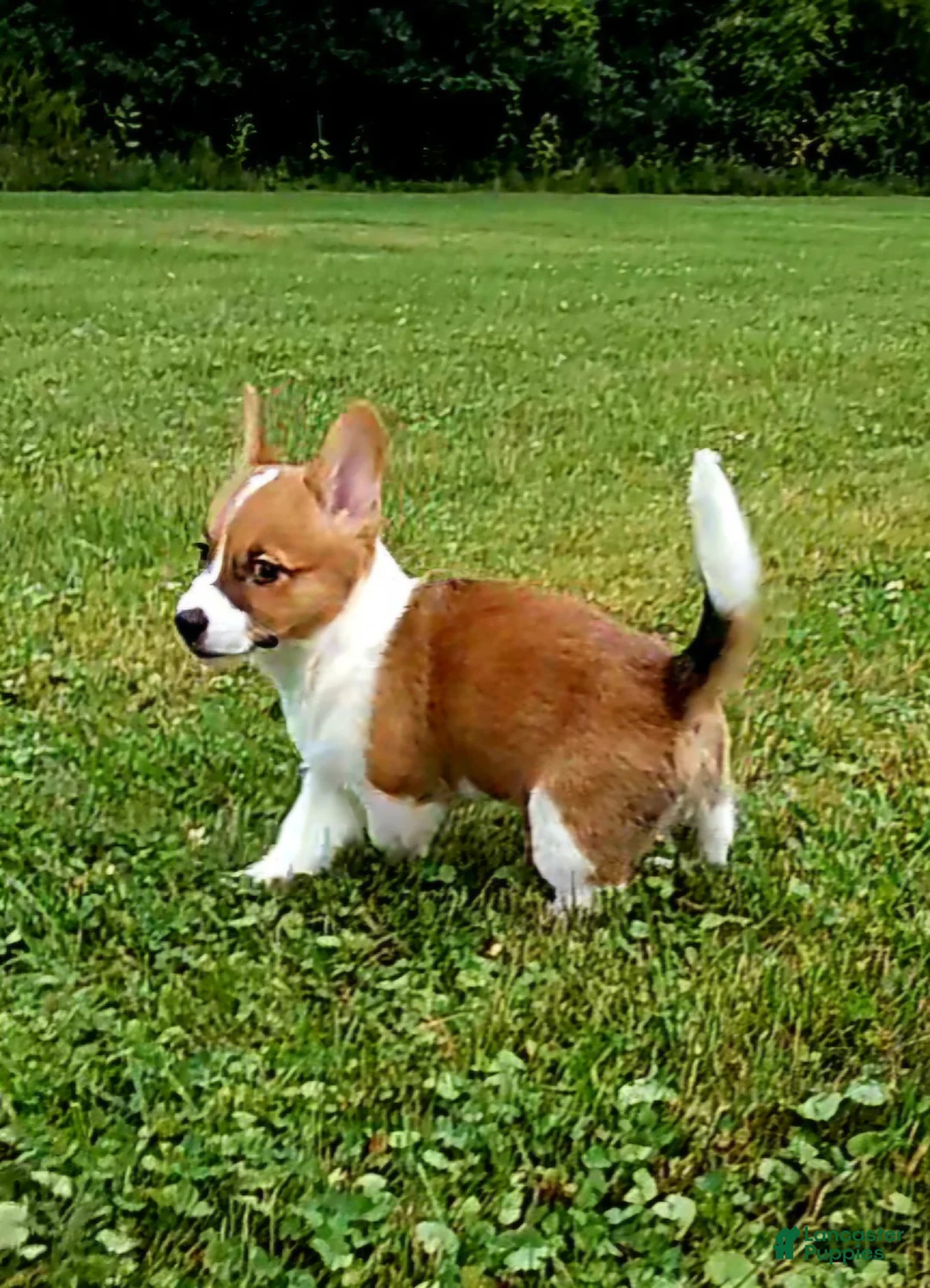 Mixed Breed dogs for sale: Callisto - Ad 1