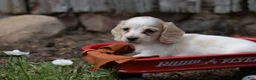 Miniature Dachshund dogs for sale: Miniature Dachshund 2 - Ad 10