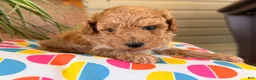 Toy Poodle dogs for sale: Mike  - Ad 4