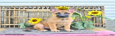 Adora