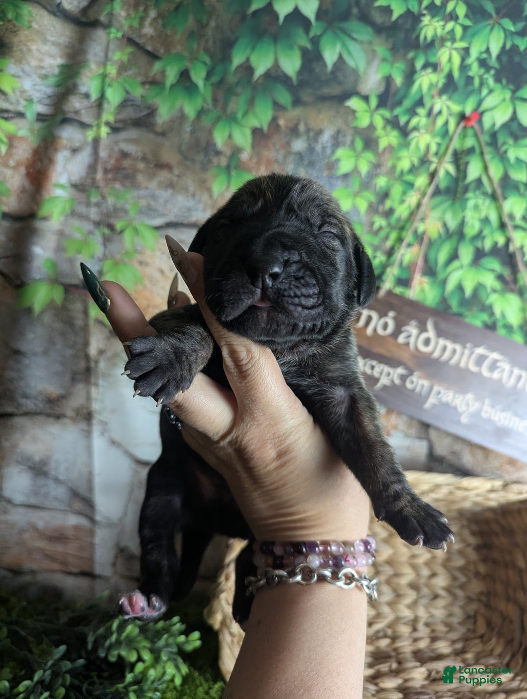 Great Dane dogs for sale: Aragorn Brindle Male Great Dane Puppy  - Ad 5