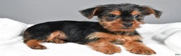 Yorkshire Terrier dogs for sale: Markie - Ad 2