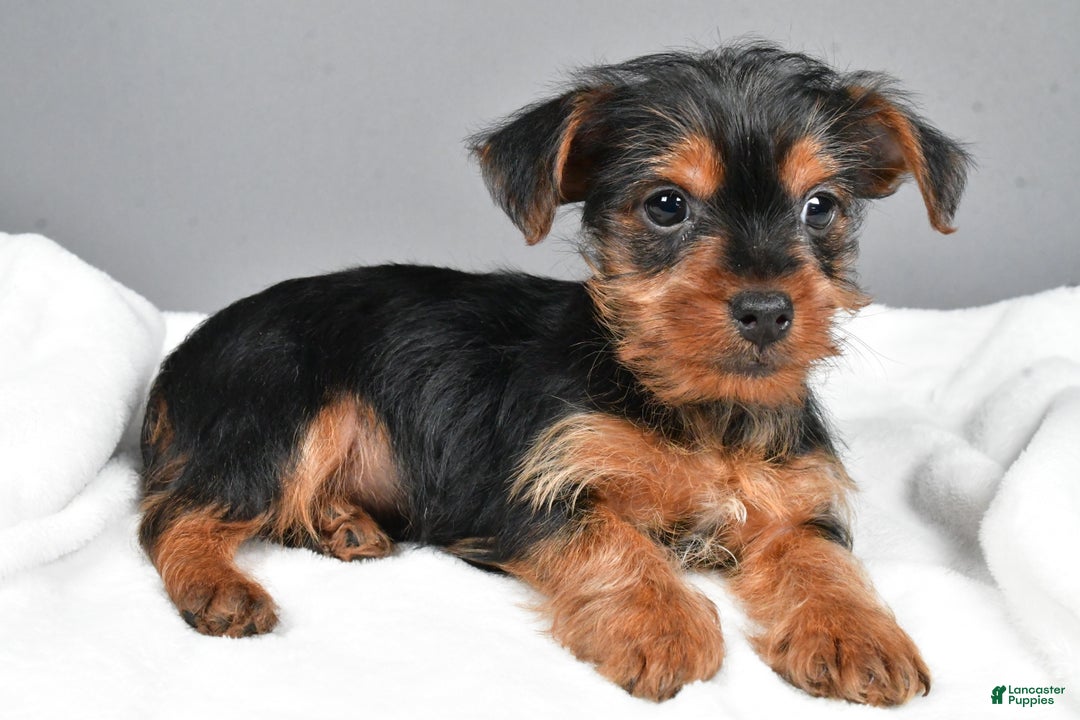 Yorkshire Terrier dogs for sale: Markie - Ad 2