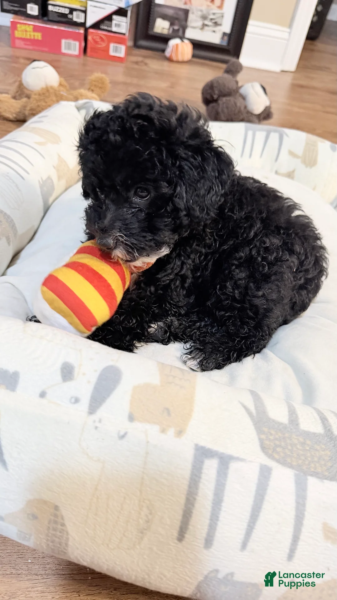 Toy Poodle dogs for sale: Bourbon - Ad 2