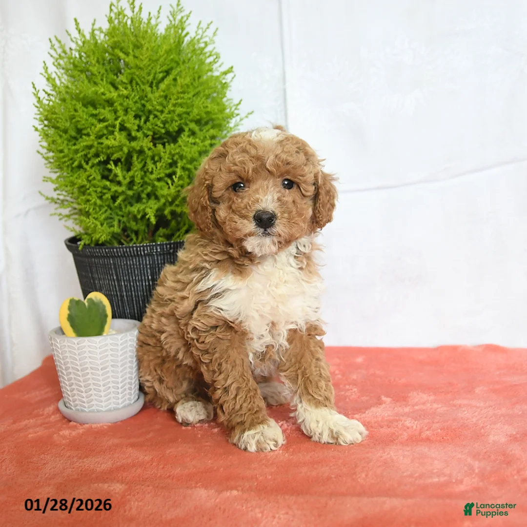 Mini Goldendoodle dogs for sale: Hero - Ad 2