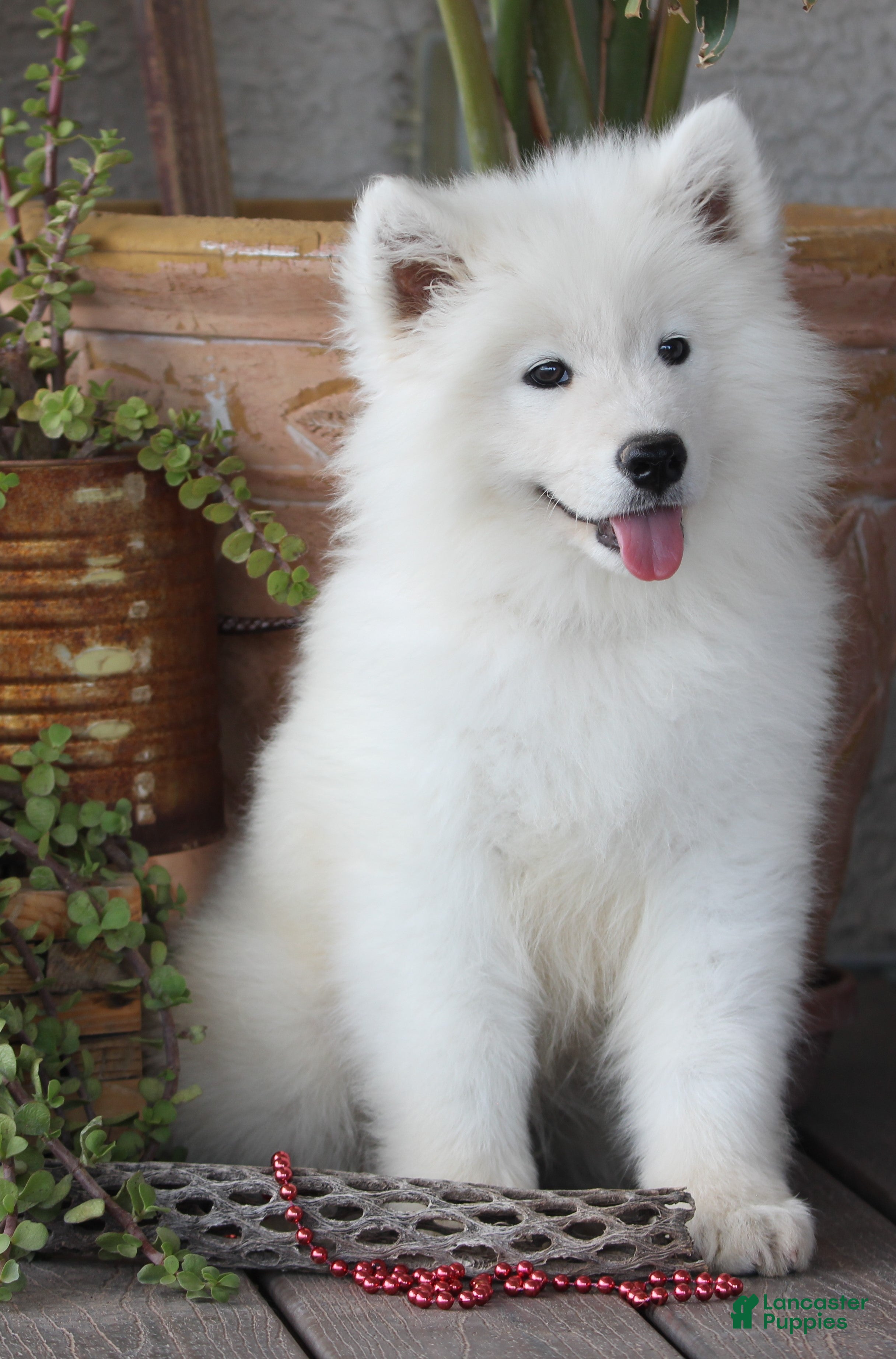 Samoyed dogs for sale: Audi - Ad 4