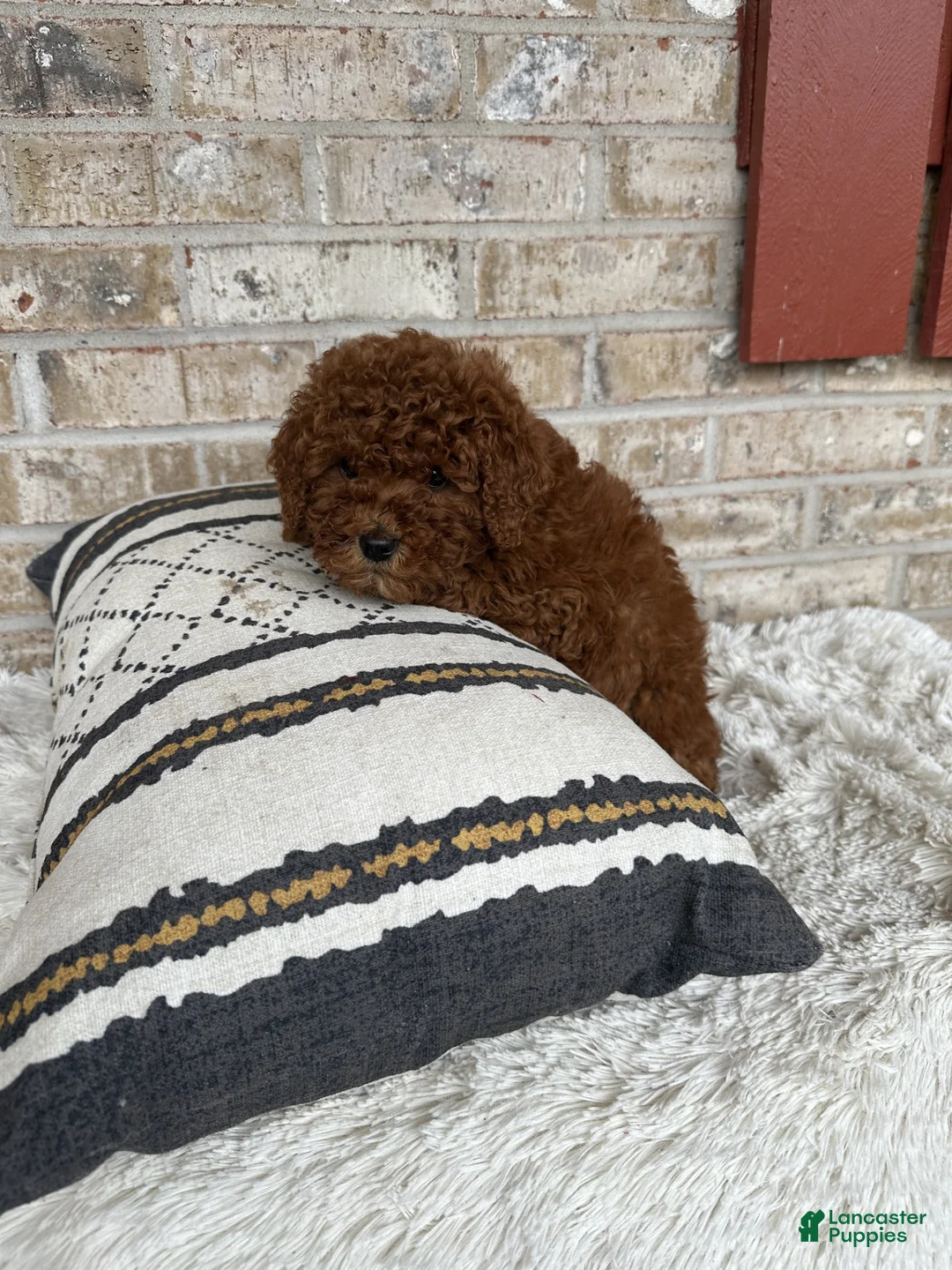 Mixed Breed dogs for sale: Jenny - Ad 1