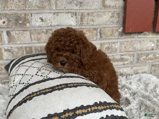 Mixed Breed dogs Jenny - Ad 8