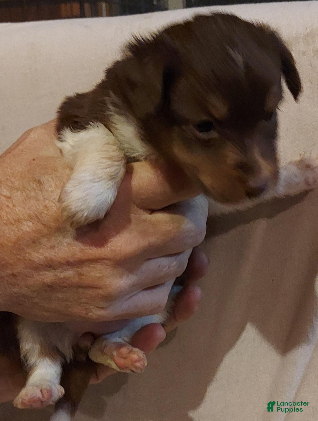 Toy Australian Shepherd dogs for sale: BEAU - Ad 5