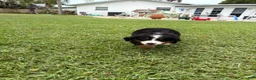 Bernese Mountain Dog dogs for sale: Bernese Mountain Dog 1 - Ad 16
