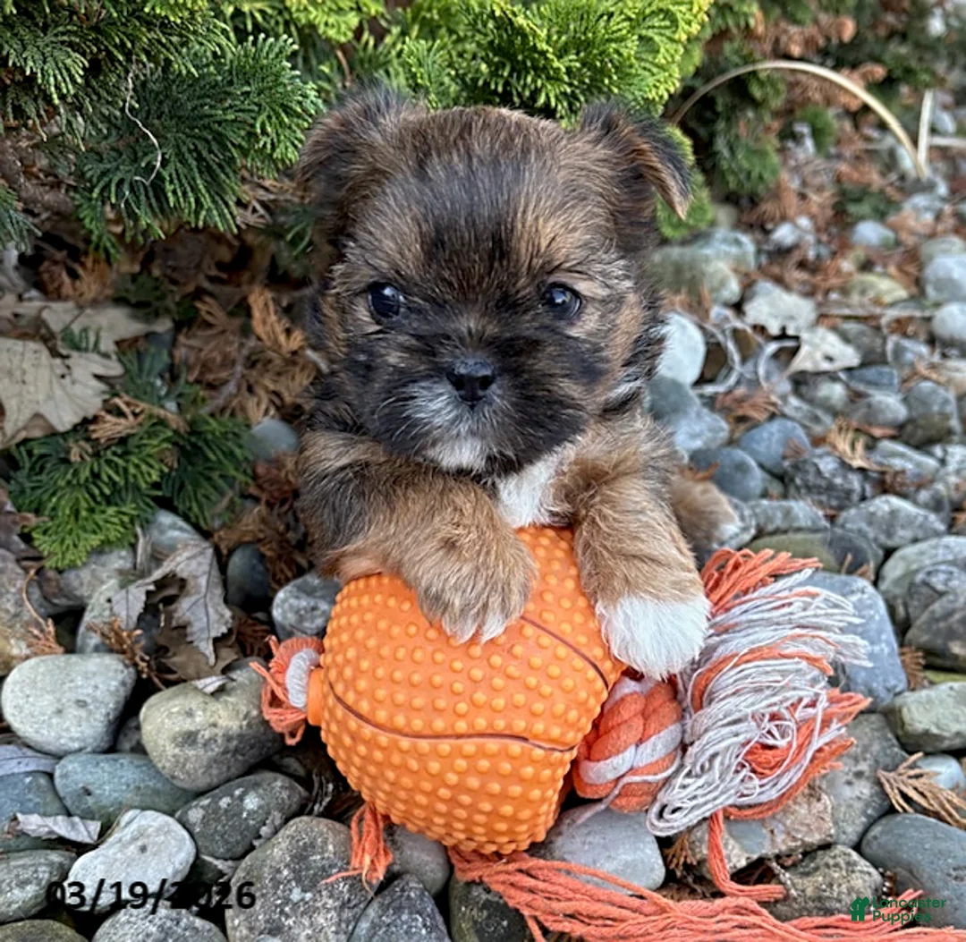 Shorkie dogs for sale: Molly - Ad 1