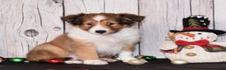 Shetland Sheepdog dogs for sale: Halo - Ad 1