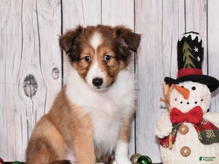 Shetland Sheepdog dogs Halo - Ad 16