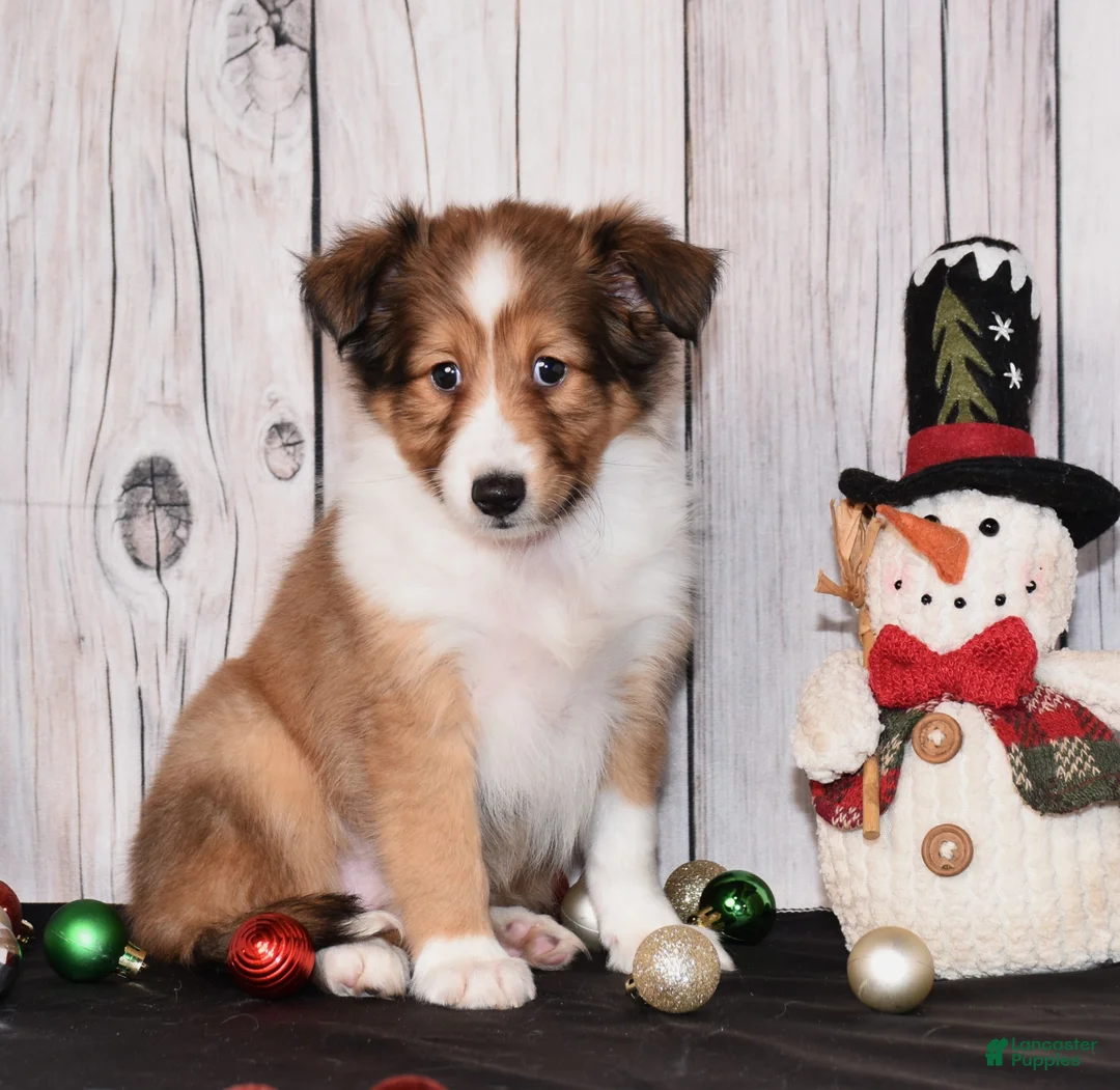 Shetland Sheepdog dogs for sale: Halo - Ad 1