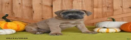 Cane Corso dogs for sale: Crystal - Ad 4
