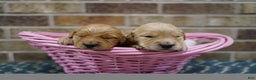 Golden Retriever dogs for sale: Golden Retriever Puppy 3 - Ad 6