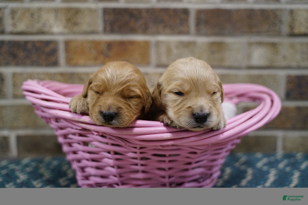 Golden Retriever dogs for sale: Golden Retriever Puppy 3 - Ad 6