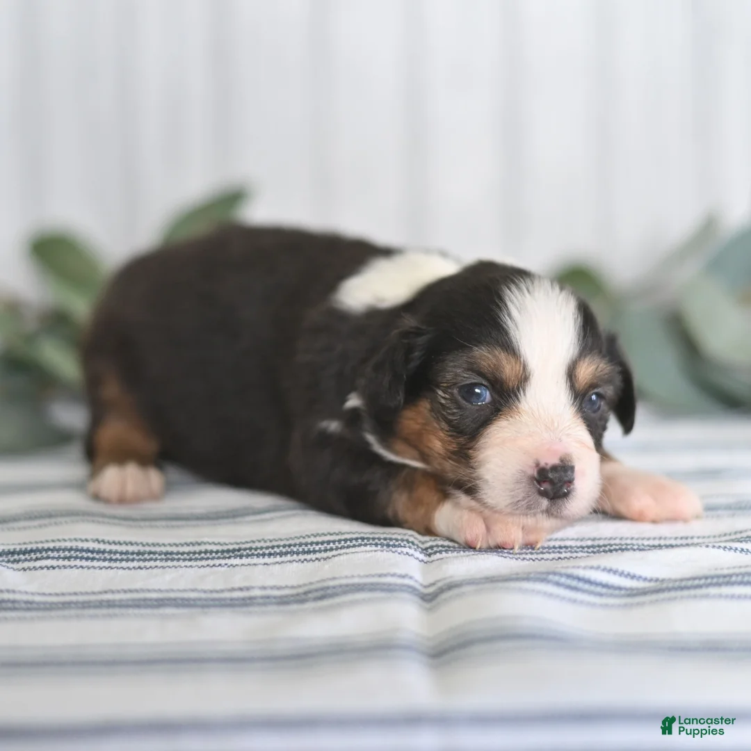 Miniature Australian Shepherd dogs for sale: Gracie  - Ad 3