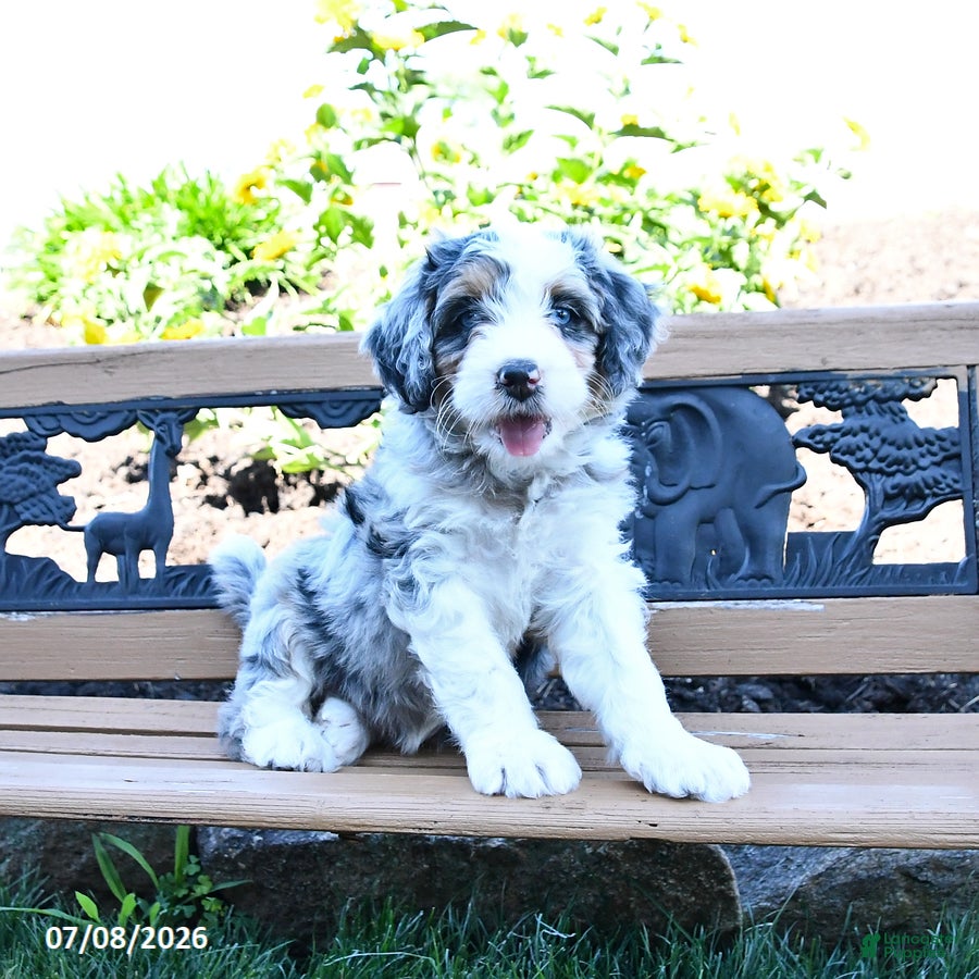 Lilac Mini Bernedoodle for sale in Lykens | Lancaster Puppies