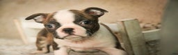 Boston Terrier dogs for sale: Kurt - Ad 3