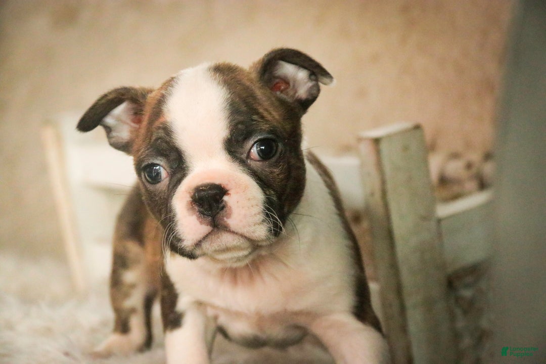 Boston Terrier dogs for sale: Kurt - Ad 3