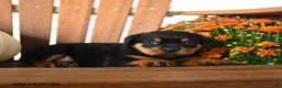 Rottweiler dogs for sale: Pogo - Ad 4