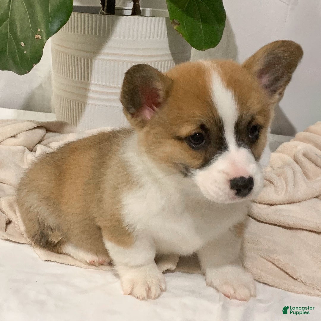 Welsh Corgi Pembroke dogs for sale: Conner - Ad 3
