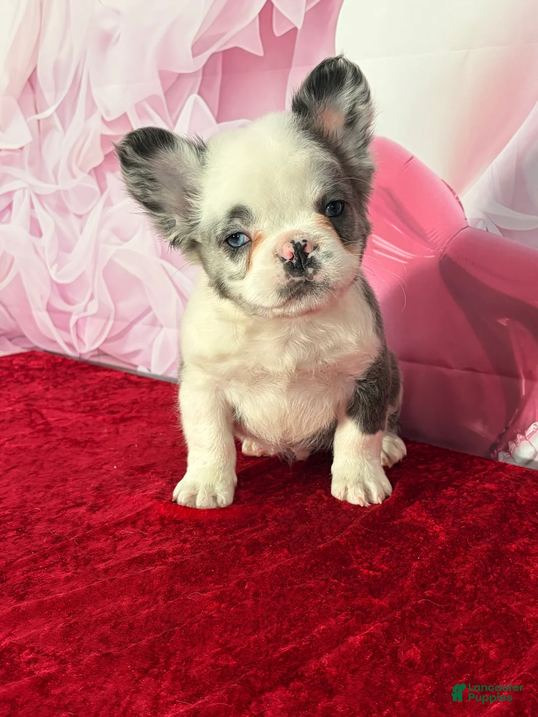 French Bulldog dogs for sale: Dash  - Ad 1