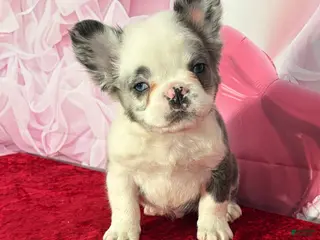 French Bulldog dogs Dash - Ad 25