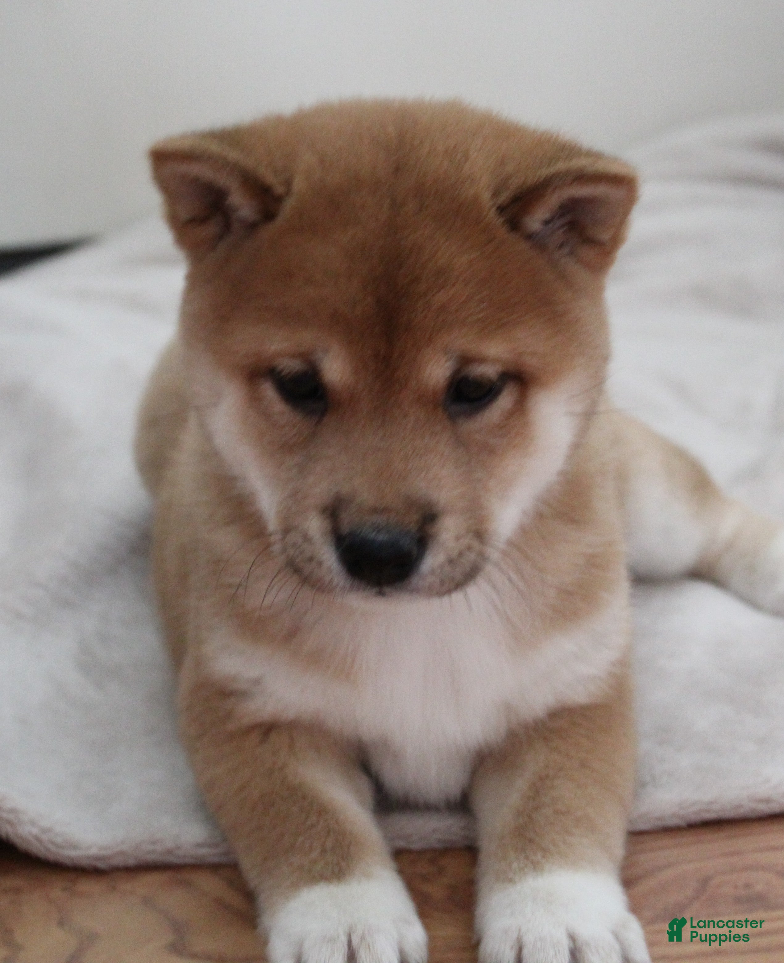 Shiba Inu dogs Tallie - Ad 2