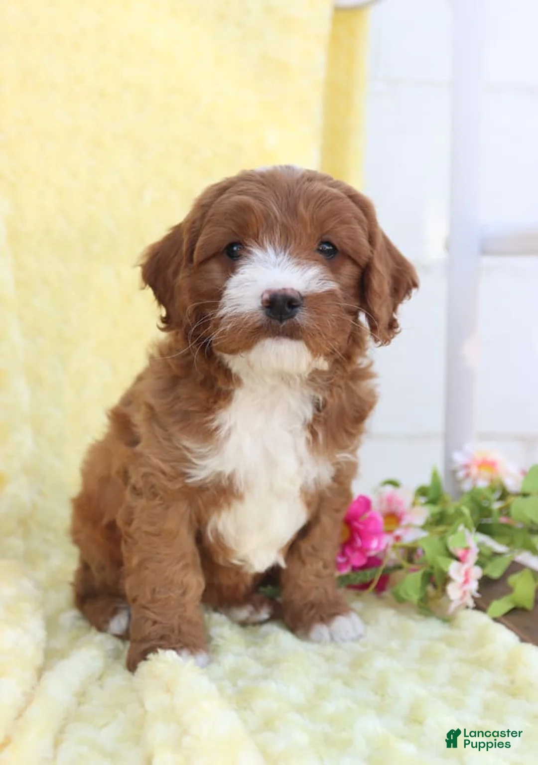 Gallery Image {{count}}