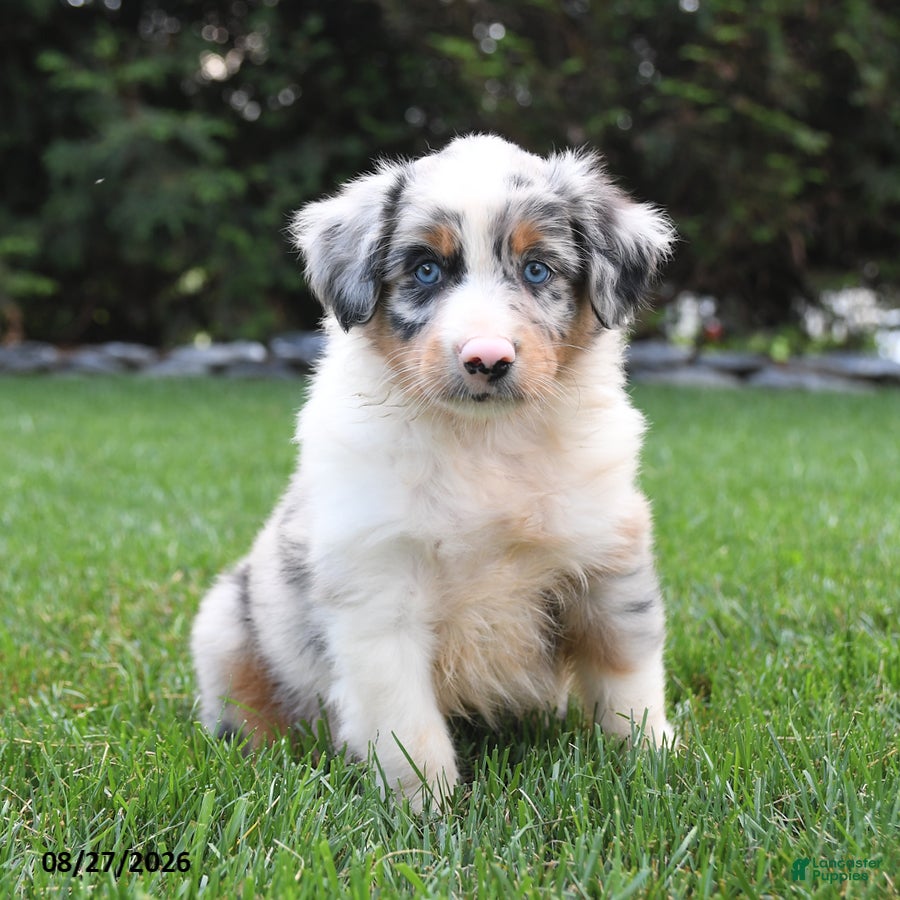 Australian Shepherd dogs Bluey - Ad 1