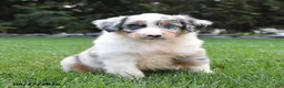 Australian Shepherd dogs for sale: Bluey - Ad 1