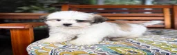 Malshi dogs for sale: Maverick  - Ad 9