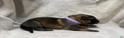 German Shepherd dogs for sale: Daisy - Ad 36