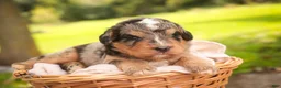 Mini Bernedoodle dogs for sale: Cornell F1 Mini Bernedoodle  - Ad 3