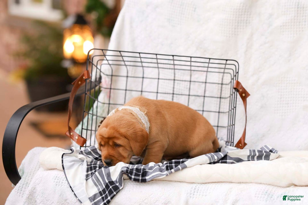 Labrador Retriever dogs for sale: Natalie - Ad 3