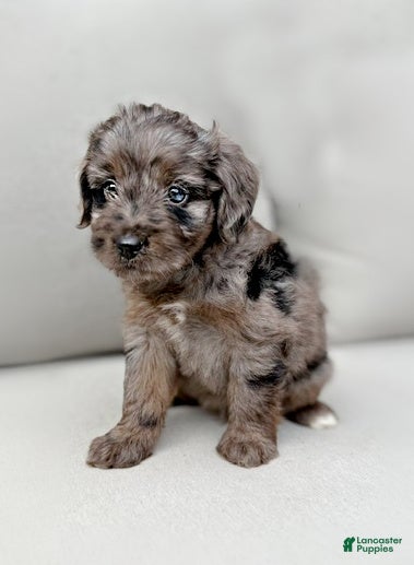 Mini Aussiedoodle dogs Frankie - Ad 2